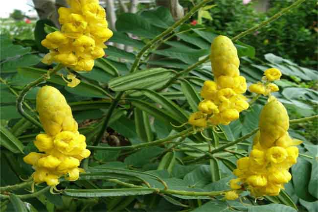 सेन्ना